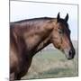 Bay Quarter Horse Stallion, Longmont, Colorado, USA-Carol Walker-Mounted Photographic Print