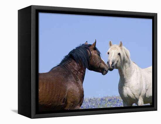 Bay Stallion and Palomino Stallion Touching Noses, Pryor Mountains, Montana, USA-Carol Walker-Framed Stretched Canvas