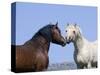 Bay Stallion and Palomino Stallion Touching Noses, Pryor Mountains, Montana, USA-Carol Walker-Stretched Canvas