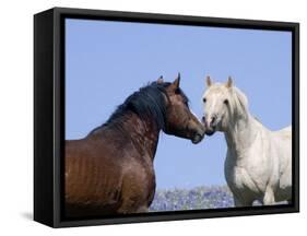 Bay Stallion and Palomino Stallion Touching Noses, Pryor Mountains, Montana, USA-Carol Walker-Framed Stretched Canvas