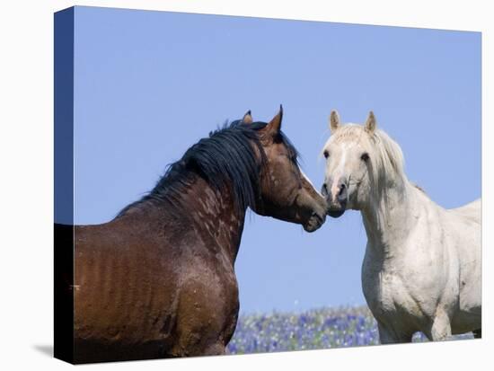 Bay Stallion and Palomino Stallion Touching Noses, Pryor Mountains, Montana, USA-Carol Walker-Stretched Canvas