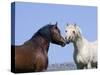 Bay Stallion and Palomino Stallion Touching Noses, Pryor Mountains, Montana, USA-Carol Walker-Stretched Canvas