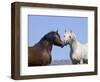 Bay Stallion and Palomino Stallion Touching Noses, Pryor Mountains, Montana, USA-Carol Walker-Framed Premium Photographic Print