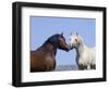 Bay Stallion and Palomino Stallion Touching Noses, Pryor Mountains, Montana, USA-Carol Walker-Framed Premium Photographic Print