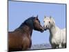 Bay Stallion and Palomino Stallion Touching Noses, Pryor Mountains, Montana, USA-Carol Walker-Mounted Premium Photographic Print