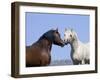 Bay Stallion and Palomino Stallion Touching Noses, Pryor Mountains, Montana, USA-Carol Walker-Framed Premium Photographic Print