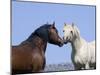 Bay Stallion and Palomino Stallion Touching Noses, Pryor Mountains, Montana, USA-Carol Walker-Mounted Premium Photographic Print