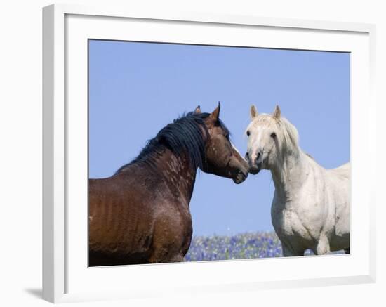 Bay Stallion and Palomino Stallion Touching Noses, Pryor Mountains, Montana, USA-Carol Walker-Framed Photographic Print