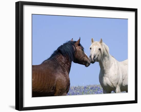 Bay Stallion and Palomino Stallion Touching Noses, Pryor Mountains, Montana, USA-Carol Walker-Framed Photographic Print