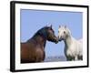 Bay Stallion and Palomino Stallion Touching Noses, Pryor Mountains, Montana, USA-Carol Walker-Framed Photographic Print