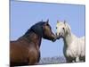 Bay Stallion and Palomino Stallion Touching Noses, Pryor Mountains, Montana, USA-Carol Walker-Mounted Photographic Print