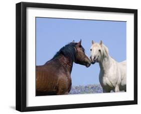 Bay Stallion and Palomino Stallion Touching Noses, Pryor Mountains, Montana, USA-Carol Walker-Framed Photographic Print