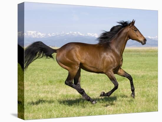 Bay Thoroughbred, Gelding, Cantering Profile, Longmont, Colorado, USA-Carol Walker-Stretched Canvas