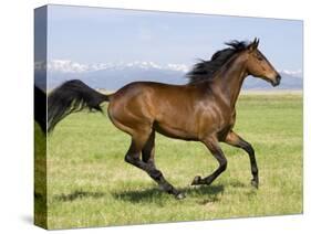 Bay Thoroughbred, Gelding, Cantering Profile, Longmont, Colorado, USA-Carol Walker-Stretched Canvas