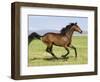 Bay Thoroughbred, Gelding, Cantering Profile, Longmont, Colorado, USA-Carol Walker-Framed Premium Photographic Print