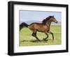 Bay Thoroughbred, Gelding, Cantering Profile, Longmont, Colorado, USA-Carol Walker-Framed Premium Photographic Print