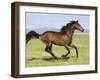 Bay Thoroughbred, Gelding, Cantering Profile, Longmont, Colorado, USA-Carol Walker-Framed Premium Photographic Print