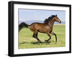 Bay Thoroughbred, Gelding, Cantering Profile, Longmont, Colorado, USA-Carol Walker-Framed Premium Photographic Print