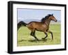 Bay Thoroughbred, Gelding, Cantering Profile, Longmont, Colorado, USA-Carol Walker-Framed Premium Photographic Print