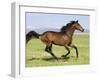 Bay Thoroughbred, Gelding, Cantering Profile, Longmont, Colorado, USA-Carol Walker-Framed Premium Photographic Print