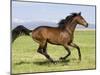 Bay Thoroughbred, Gelding, Cantering Profile, Longmont, Colorado, USA-Carol Walker-Mounted Premium Photographic Print