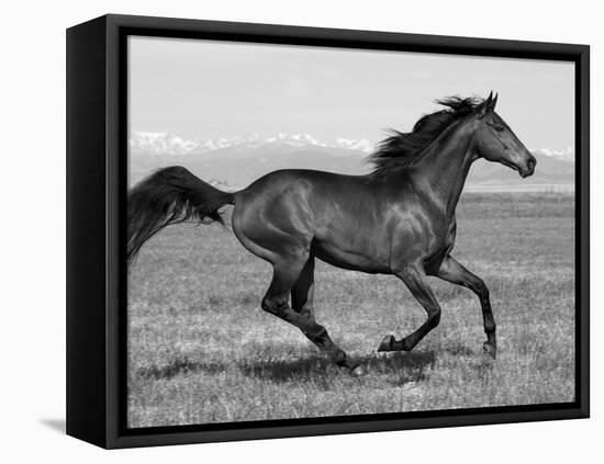 Bay Thoroughbred, Gelding, Cantering Profile, Longmont, Colorado, USA-Carol Walker-Framed Stretched Canvas