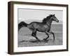 Bay Thoroughbred, Gelding, Cantering Profile, Longmont, Colorado, USA-Carol Walker-Framed Premium Photographic Print