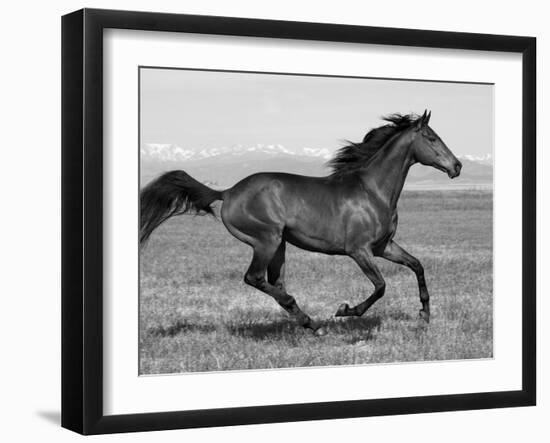 Bay Thoroughbred, Gelding, Cantering Profile, Longmont, Colorado, USA-Carol Walker-Framed Premium Photographic Print