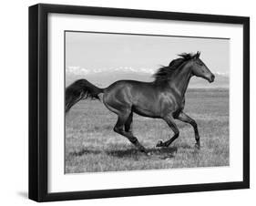 Bay Thoroughbred, Gelding, Cantering Profile, Longmont, Colorado, USA-Carol Walker-Framed Premium Photographic Print