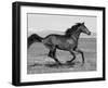 Bay Thoroughbred, Gelding, Cantering Profile, Longmont, Colorado, USA-Carol Walker-Framed Premium Photographic Print