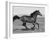 Bay Thoroughbred, Gelding, Cantering Profile, Longmont, Colorado, USA-Carol Walker-Framed Premium Photographic Print