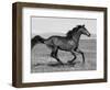 Bay Thoroughbred, Gelding, Cantering Profile, Longmont, Colorado, USA-Carol Walker-Framed Premium Photographic Print