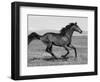 Bay Thoroughbred, Gelding, Cantering Profile, Longmont, Colorado, USA-Carol Walker-Framed Premium Photographic Print