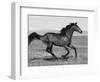 Bay Thoroughbred, Gelding, Cantering Profile, Longmont, Colorado, USA-Carol Walker-Framed Premium Photographic Print