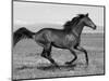 Bay Thoroughbred, Gelding, Cantering Profile, Longmont, Colorado, USA-Carol Walker-Mounted Premium Photographic Print