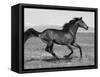 Bay Thoroughbred, Gelding, Cantering Profile, Longmont, Colorado, USA-Carol Walker-Framed Stretched Canvas