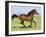 Bay Thoroughbred, Gelding, Cantering Profile, Longmont, Colorado, USA-Carol Walker-Framed Photographic Print