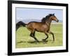 Bay Thoroughbred, Gelding, Cantering Profile, Longmont, Colorado, USA-Carol Walker-Framed Photographic Print