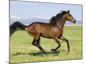 Bay Thoroughbred, Gelding, Cantering Profile, Longmont, Colorado, USA-Carol Walker-Mounted Photographic Print