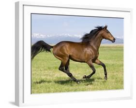 Bay Thoroughbred, Gelding, Cantering Profile, Longmont, Colorado, USA-Carol Walker-Framed Photographic Print