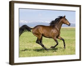 Bay Thoroughbred, Gelding, Cantering Profile, Longmont, Colorado, USA-Carol Walker-Framed Photographic Print