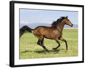 Bay Thoroughbred, Gelding, Cantering Profile, Longmont, Colorado, USA-Carol Walker-Framed Photographic Print