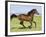 Bay Thoroughbred, Gelding, Cantering Profile, Longmont, Colorado, USA-Carol Walker-Framed Photographic Print