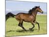 Bay Thoroughbred, Gelding, Cantering Profile, Longmont, Colorado, USA-Carol Walker-Mounted Photographic Print