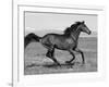 Bay Thoroughbred, Gelding, Cantering Profile, Longmont, Colorado, USA-Carol Walker-Framed Photographic Print