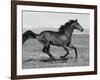 Bay Thoroughbred, Gelding, Cantering Profile, Longmont, Colorado, USA-Carol Walker-Framed Photographic Print