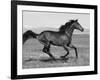 Bay Thoroughbred, Gelding, Cantering Profile, Longmont, Colorado, USA-Carol Walker-Framed Photographic Print