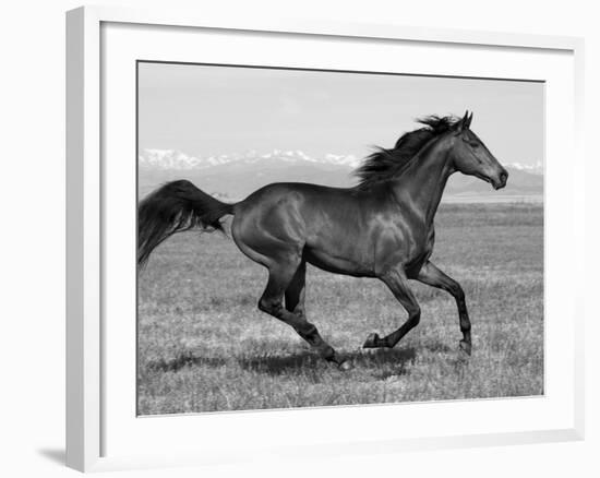 Bay Thoroughbred, Gelding, Cantering Profile, Longmont, Colorado, USA-Carol Walker-Framed Photographic Print