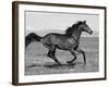 Bay Thoroughbred, Gelding, Cantering Profile, Longmont, Colorado, USA-Carol Walker-Framed Photographic Print