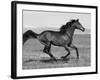 Bay Thoroughbred, Gelding, Cantering Profile, Longmont, Colorado, USA-Carol Walker-Framed Photographic Print